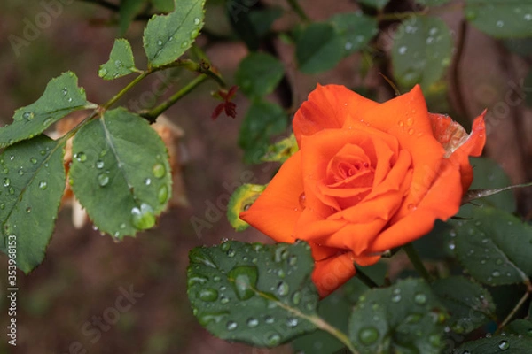 Fototapeta Orange rose.
