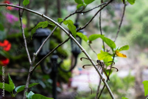 Fototapeta Dragonfly