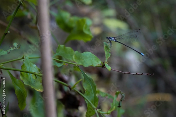 Fototapeta Dragonfly