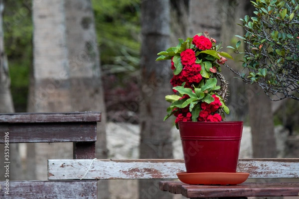 Fototapeta Red flowers
