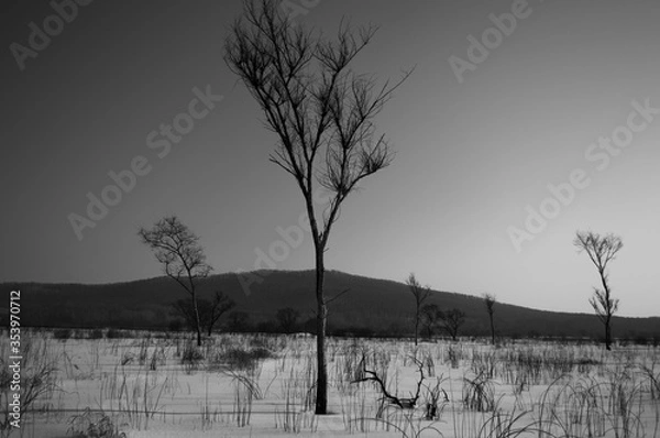 Obraz trees in winter