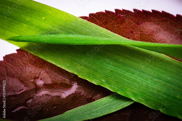 Obraz Trawa na czerwonym liściu