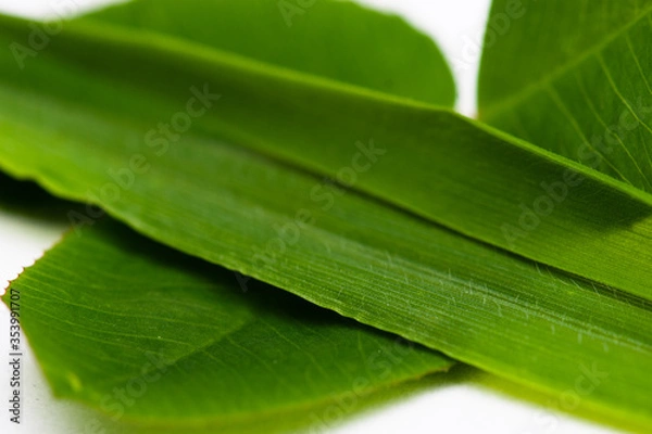 Obraz Źdźbło trawy