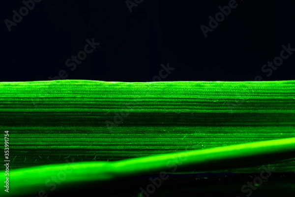 Obraz Trawa na czarnym tle