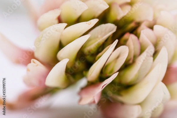 Obraz kwiat koniczyny