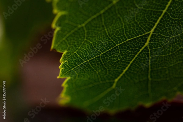 Obraz Piękny liść