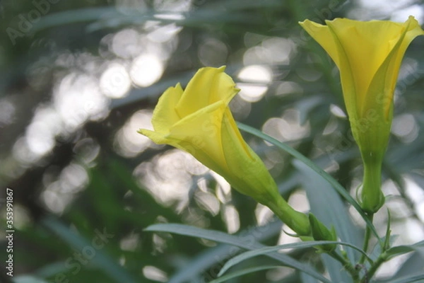 Obraz yellow tulip in spring