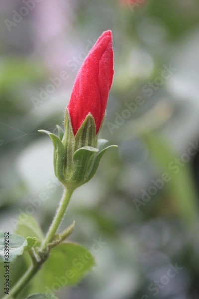 Obraz red rose on a green background