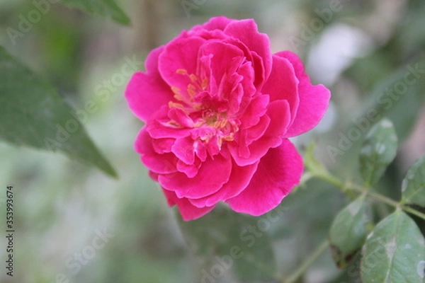 Obraz pink rose flower