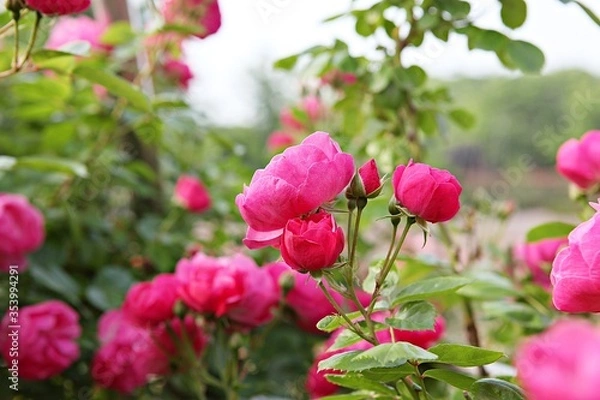 Fototapeta 한국 경기도 시흥시 갯골생태공원 입니다
