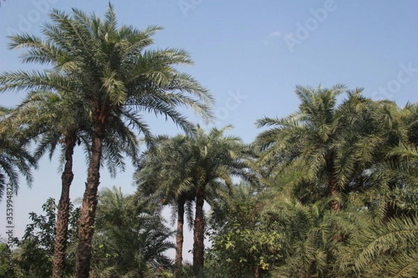 Obraz palm trees against blue sky