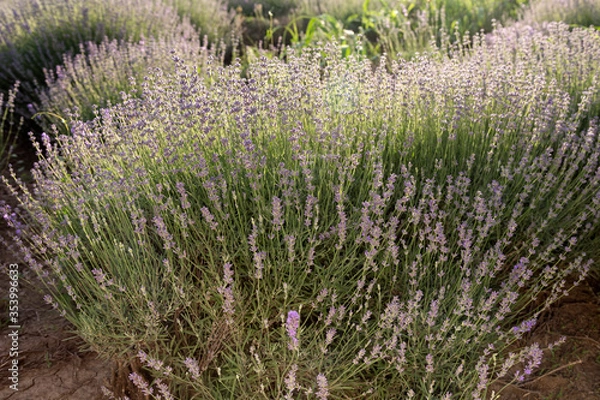 Fototapeta A lavender bush in backlight and front light.
