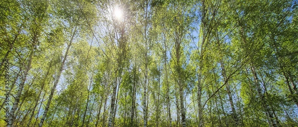 Fototapeta Brzozy. Las brzozowy wiosną 