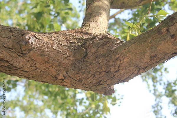 Obraz trunk of a tree