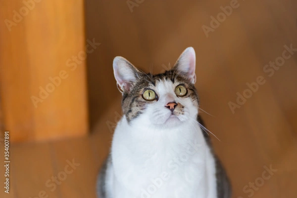 Fototapeta 見つめるネコ　キジトラ猫　キジトラ白