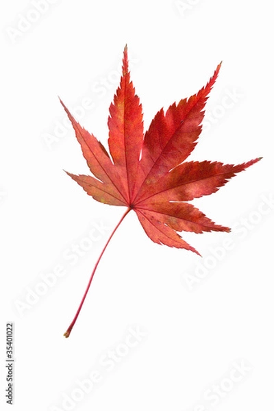 Obraz fallen_leaves_078