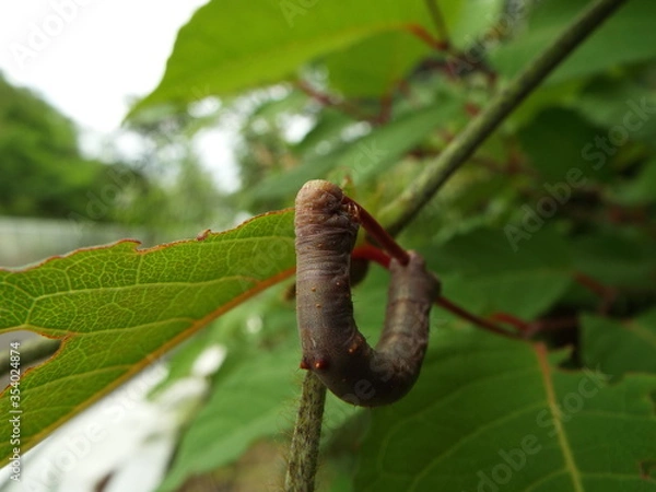 Fototapeta イモムシ larva