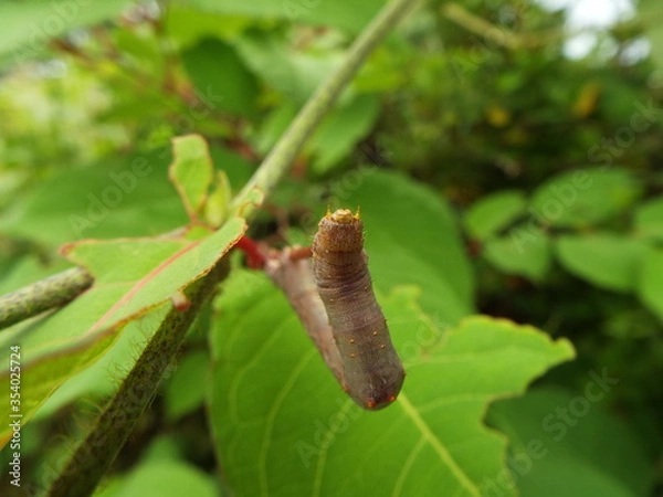Fototapeta イモムシ larva