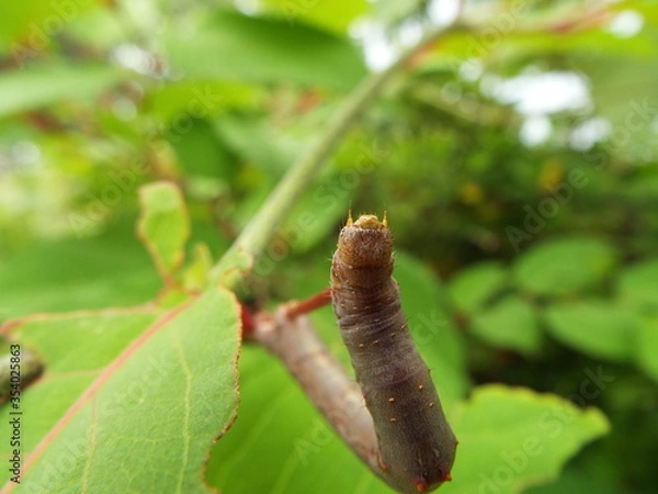 Fototapeta イモムシ larva