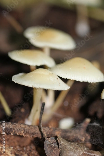 Fototapeta Mushrooms