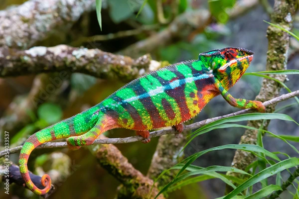 Fototapeta A chameleon moves along a branch in a rainforest in Madagascar