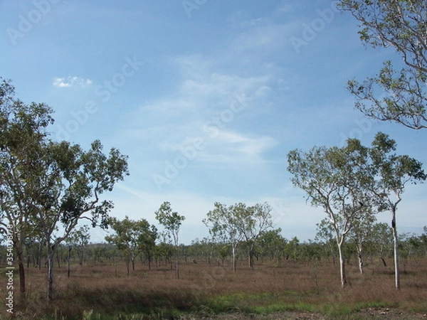 Obraz trees in the field