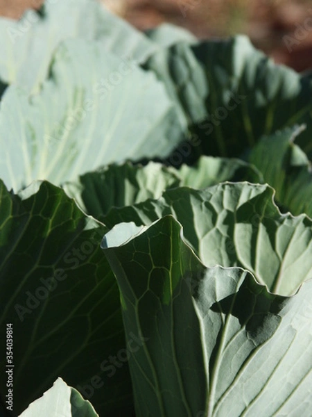 Obraz Cabbage