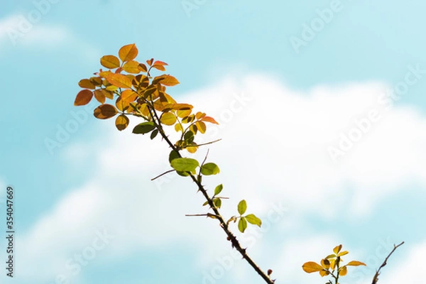 Obraz orange and green leaves are floating in the sky