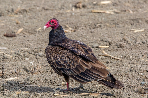 Obraz Turkey Buzzard