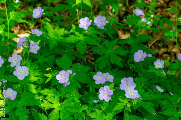 Obraz Wild Geraniums