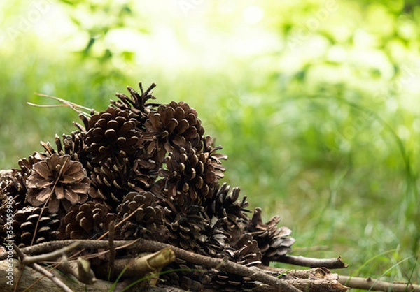 Obraz 緑の中の松ぼっくり