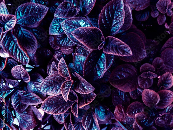 Fototapeta Beautiful plants of an unusual neon shade of violet-blue, background for design. Street flowers. Copy space.