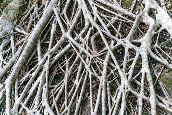 Fototapeta The close-up view of tree roots