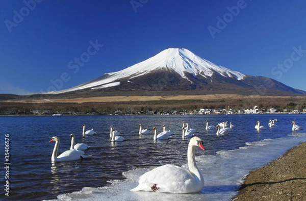 Obraz 山中湖の白鳥と富士山