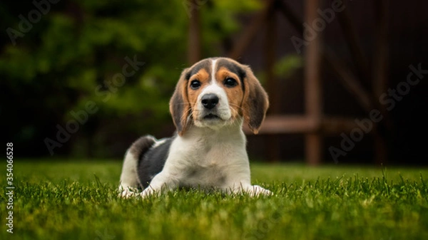 Obraz Beagle puppy on grass