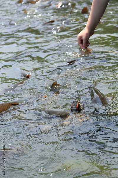 Fototapeta えさやり