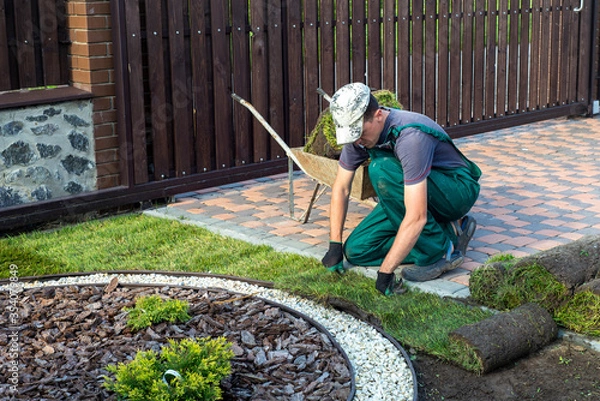 Fototapeta Gardener applying turf rolls in the backyard