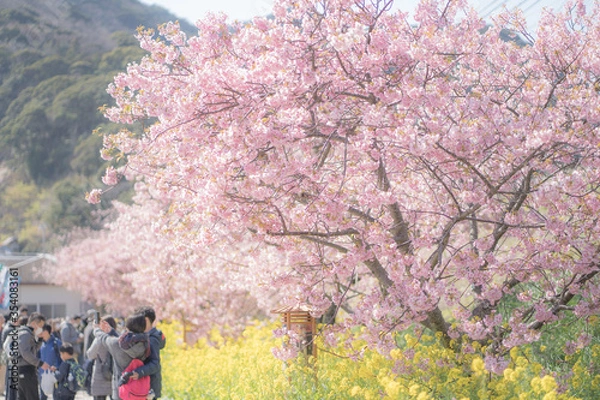 Obraz 河津桜と菜の花