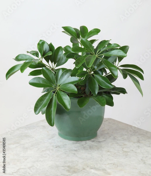 Obraz Ornamental Plants