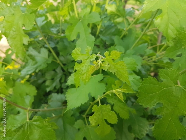 Fototapeta fresh berry tree branch