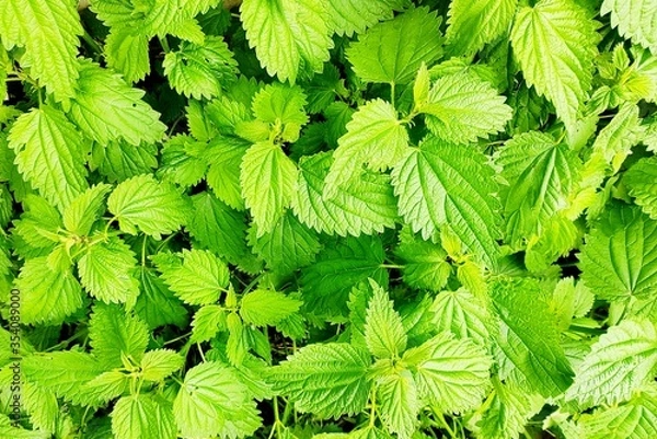 Obraz Green beautiful young krapis spring sunny day