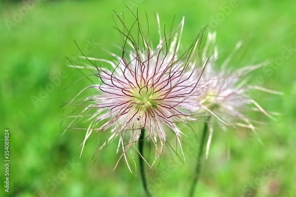 Obraz Flower, pulsatilla, close-up, spring. Pasque-flower.
