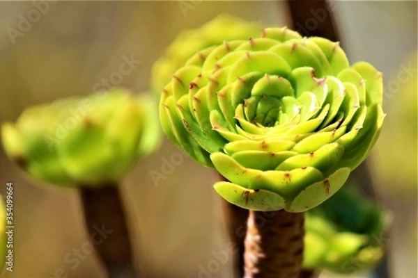 Fototapeta Succulent Plant