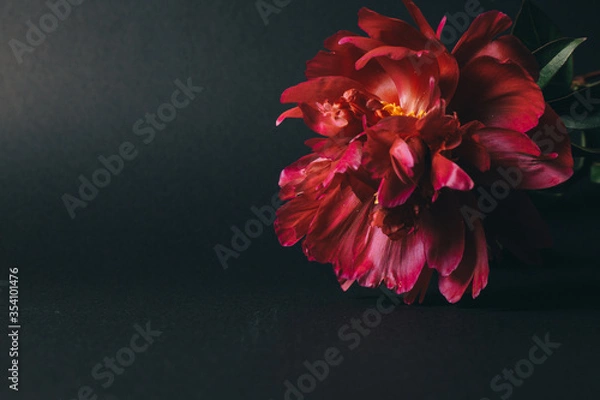 Obraz beautiful dark red peony on black background. High quality photo