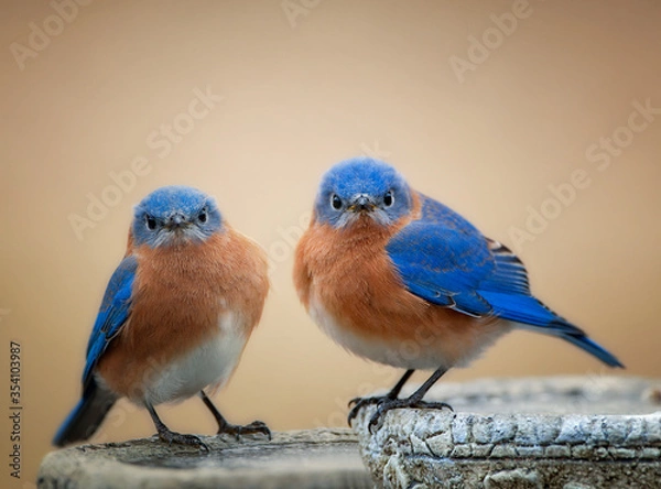 Obraz Grumpy Looking Eastern Bluebirds Perched Side by Side on Birdbath