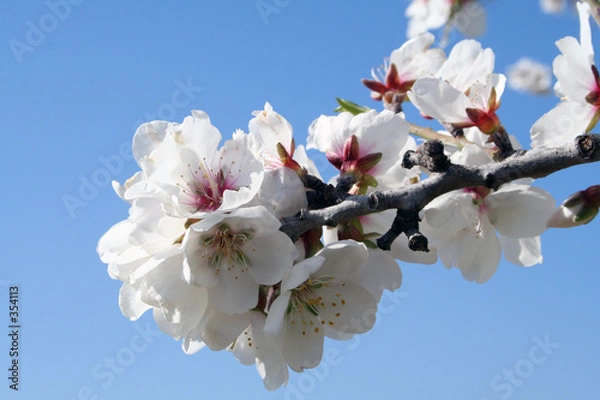 Fototapeta almond blossums