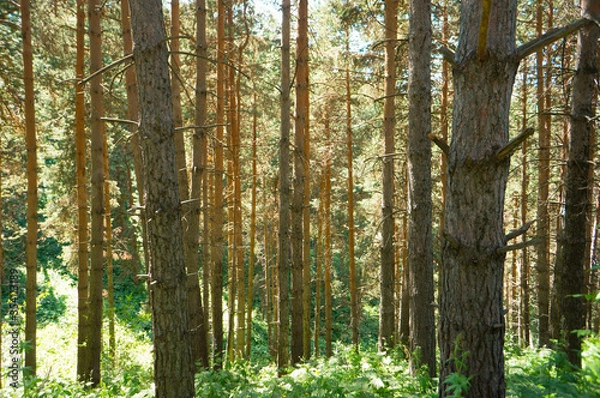 Fototapeta Mountain trail, trekking route in the mountains. Landscape of mountains in the summer. The road among the pine forest in the mountains.