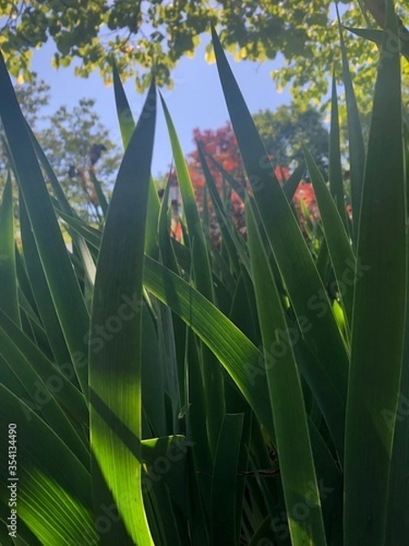 Fototapeta grass and sky