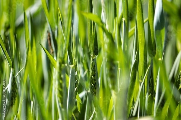 Fototapeta Green field