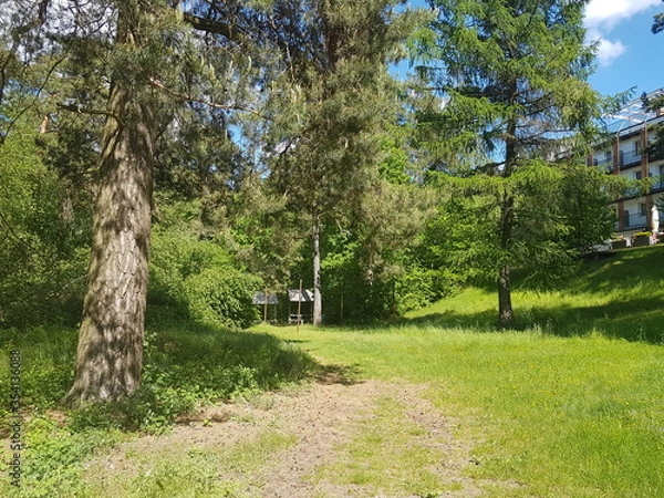 Fototapeta Las Augustów